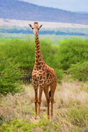 Giraffe standing on grassland savanna. Safari in Tsavo West, Kenya, Africaの写真素材