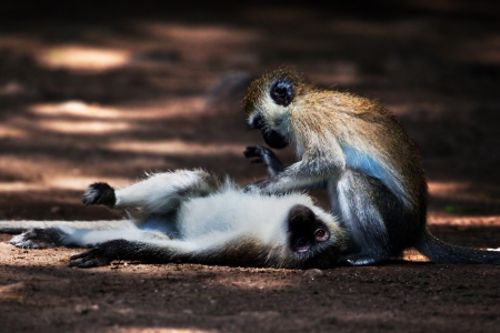 The vervet monkeys in bush in Tsavo West National Park, Kenya, Africa.の写真素材