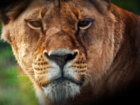 Lioness portrait close-up, front viewの写真素材