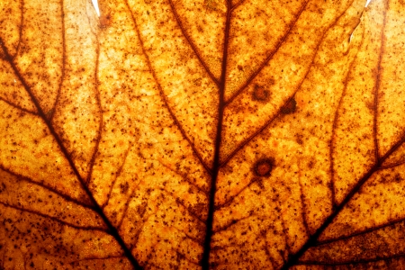 Red and yellow autumn maple leaf background. Natural structure of veins, high resolution. の写真素材