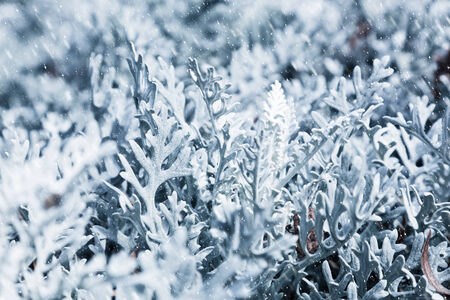 Nature in winter. Frozen plants during snow blizzard. Snowy morning.の写真素材