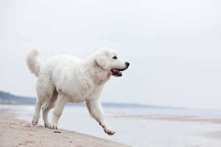 Cute white dog walking on the beach. Polish Tatra Sheepdog, known also as Podhalan or Owczarek Podhalanskiの写真素材