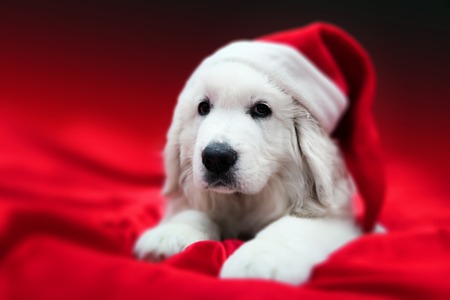Cute white puppy dog in Chrstimas hat lying in red satin. Holiday theme, greeting card.の写真素材