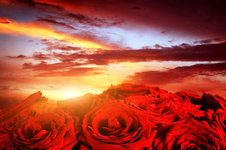 Red wet roses flowers on dramatic, romantic sunset sky. Great for Valentines day, Mothers day, wedding anniversary celebrations etc.の写真素材