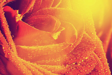 Red wet rose flower close-up.Vintage, retro style with sun flare. Great as background or greeting card for Valentines day, Mothers day, wedding anniversary celebrations etc.の写真素材