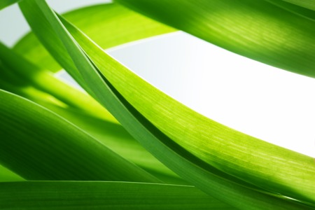 Green grass, plants background with white copy-space. Fresh, nature, nature composition. Green grass, plants background with white copy-space. Fresh, nature, nature composition.