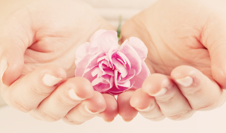 Pink soft flower in woman hands. Spa, protection, health care concept.の写真素材