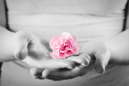 Pink soft flower in woman hands. Spa, protection, health care concept. Black and white and color.の写真素材