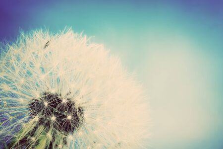 Close-up of dandelion on blue sky background. Vintage spring themeの写真素材
