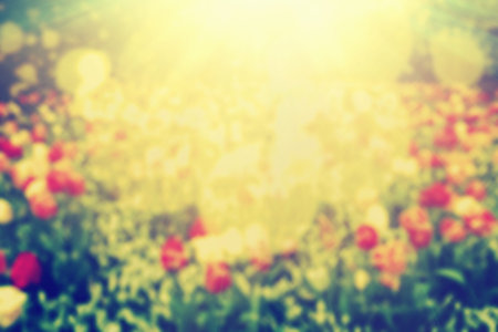 Flowers, nature bokeh background, shining sun light. Blur, defocused, blurred in vintage style.の写真素材