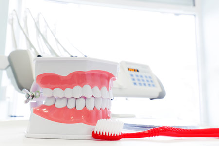 Clean teeth denture, dental jaw model and toothbrush in dentist's office. Dentistry