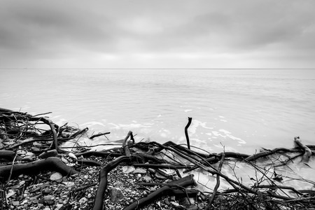 Broken tree branches on the beach after storm. Sea on a cloudy cold day. Black and white, far horizon.の写真素材
