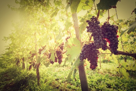 Ripe wine grapes on vines in Tuscany vineyard, Italy. Sun shining through leavesの写真素材