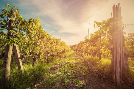 Vineyard in Tuscany, Italy. Wine farm at sunset in vintage style. Ripe grapesの写真素材