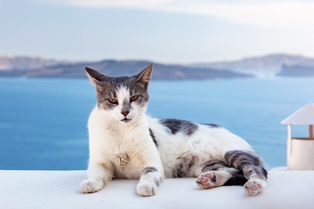 Cat lying on stone wall in Oia town, Santorini, Greece. Aegean sea and Caldera behindの写真素材