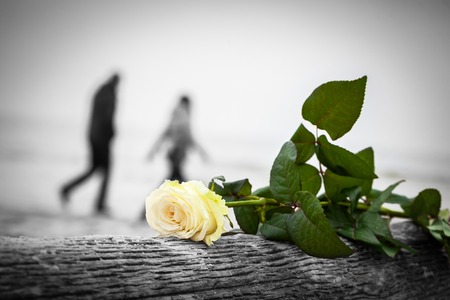 Rose lying on broken tree on the beach. A couple walking in the background. Concept of romantic love, romance, but may also symbolize a loss, melancholy, memory of the past etc.  Color against black and whiteの写真素材