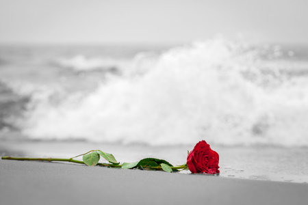 Waves washing away a red rose from the beach. Concept of romantic love, romance, but may also symbolize a loss, melancholy, memory of the past etc. Color against black and whiteの写真素材