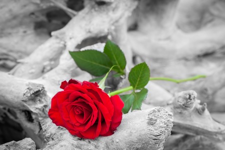Red rose lying on broken tree on the beach. Concept of romantic love, romance, but may also symbolize a loss, melancholy, memory of the past etc.  Color against black and whiteの写真素材