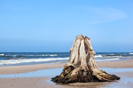 3000 years old tree trunks on the beach after storm. Slowinski National Park, Baltic sea, Poland. Unique, nature phenomenonの写真素材