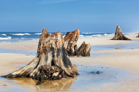 3000 years old tree trunks on the beach after storm. Slowinski National Park, Baltic sea, Poland. Unique, nature phenomenonの写真素材