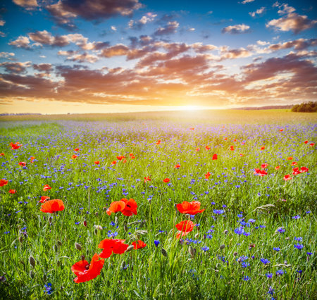 Poppy field, summer countryside landscape at sunset. Romantic sky.の写真素材