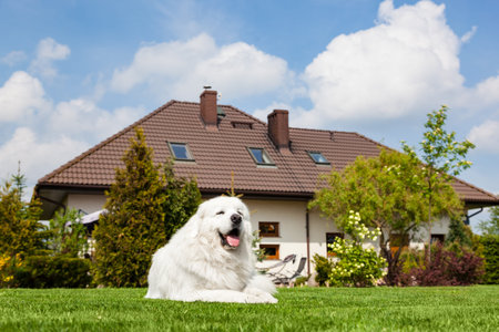 Big guard dog resting in front of the house. Polish Tatra Sheepdog also known as Podhalan or...