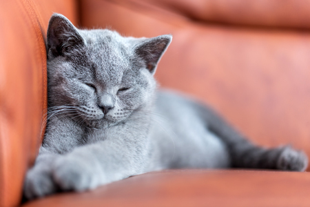 Young cute cat resting on leather sofa. The British Shorthair pedigreed kitten with blue gray furの写真素材