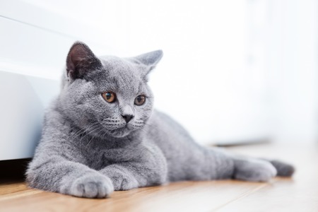 Young cute cat resting on wooden floor. The British Shorthair pedigreed kitten with blue gray furの写真素材