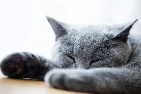 Young cute cat sleeping on wooden floor. The British Shorthair pedigreed kitten with blue gray furの写真素材