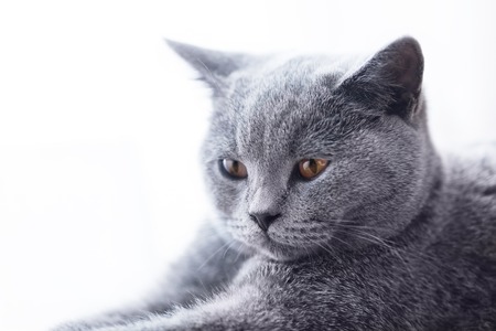Young cute cat close-up portrait. The British Shorthair pedigreed kitten with blue gray furの写真素材