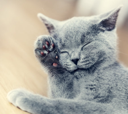 Young cute cat washing his fur. The British Shorthair pedigreed kitten with blue gray fur