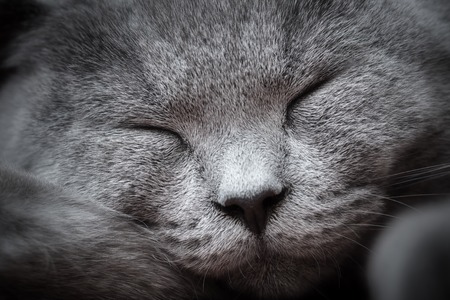 Face close-up of a young cute cat sleeping blissfully with cute smile. The British Shorthair pedigreed kitten with blue gray furの写真素材