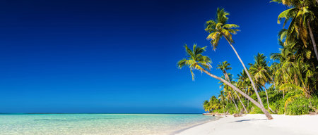 Panorama of tropical island with coconut palm trees on sandy beach. Maldives, Indian Ocean.の写真素材