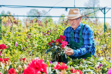 Senior gardener choosing a potted plant in a gardening center. Job concept.の写真素材