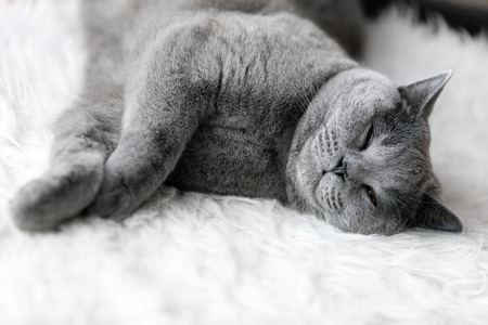 Young cute cat sleeping on cosy white fur. The British Shorthair pedigreed kitten with blue gray furの写真素材