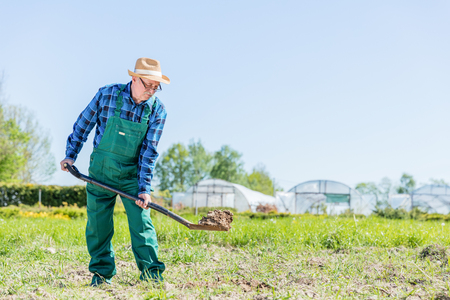 Senior gardener digging with a shovel in the garden. Sunny summer day. Gardening and agriculture.の写真素材