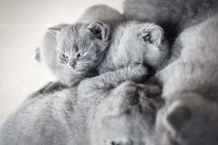 Group of laying little grey cats. One of them staring to the side. British shorthair.の写真素材
