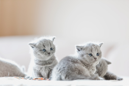Litter of kittens in home. British Shorthair catsの写真素材