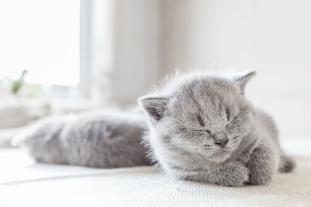 Beautiful shorthair grey cat laying with his eyes closed. British shorthair.の写真素材