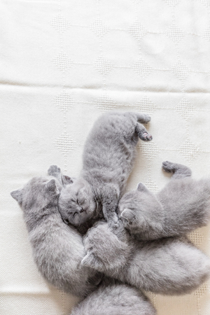 Bunch of small lovely grey baby cats. Sleeping fluffy kittens. British shorthair.の写真素材