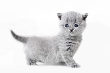 Cute kitten portrait. British Shorthair cat on white backgroundの写真素材