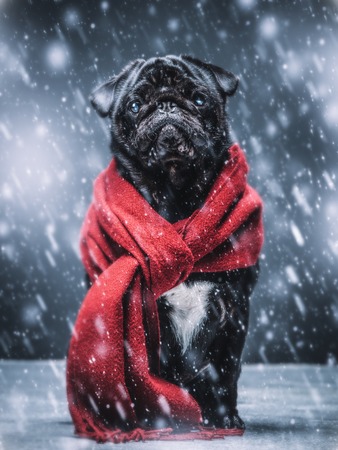 Cute sad pug puppy dog sitting on the ground, wearing red scarf, snowflakes falling around him.の写真素材