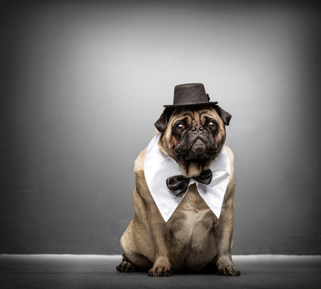 Fawn pug in a black hat, white collar and black bowtie, sitting on a ground, looking at the camera.の写真素材