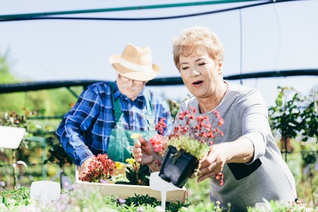 Elderly couple picking the flowers in garden center. Agriculture work.の写真素材