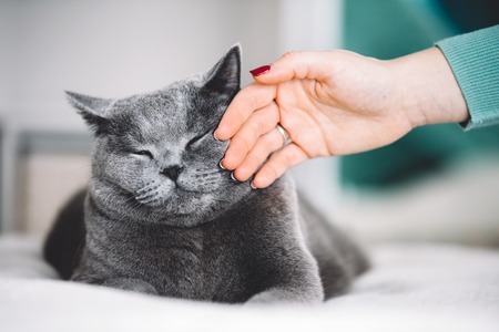 Grey cat with his eyes closed, stroked by woman's hand. Domestic life. British shorthair cat.の写真素材