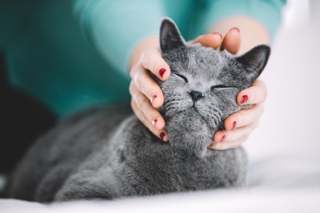 Woman holding cat's head, petting him. Grey British shorthair cat. Purebred animal.の写真素材