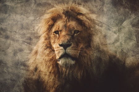 Majestic lion in a vintage portrait. King of the jungle. Dangerous animals and wildlife.