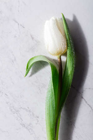 One white flower on a marble background. Mother's day gift. Top view.の写真素材
