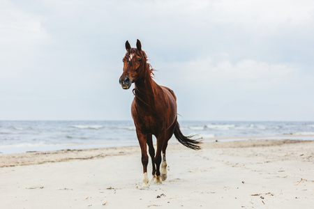 Lonely bay horse trotting on the beach by the sea. Majestic animals.の写真素材