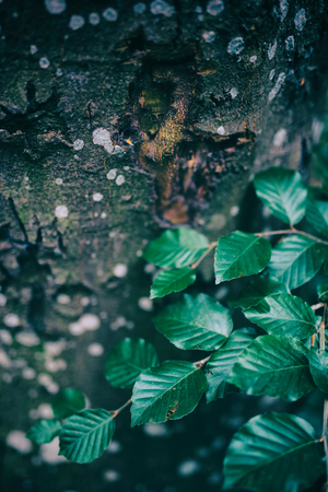 Spotted tree bark and a branch of green leaves. Nature and ecology. Close-up.の写真素材